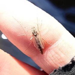 ユスリカ大量ハッチ ～岡崎トラウトポンド～